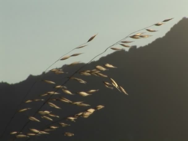 Ein Weizenstrang leuchtet in der Sonne — Stockvideo