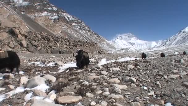 Yaks caminando hacia la base del Everest — Vídeo de stock