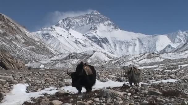 Yaks caminando hacia la base del Everest — Vídeo de stock