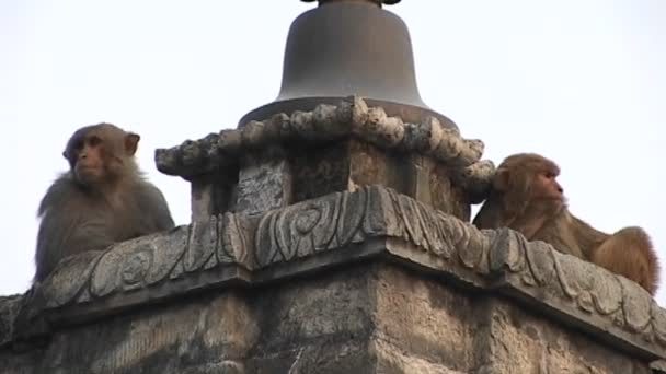 Macacos em uma estátua religiosa — Vídeo de Stock