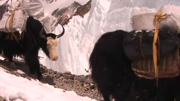 Yaks packad med expedition redskap promenad över isen pyramiderna på Mt. Everest — Stockvideo