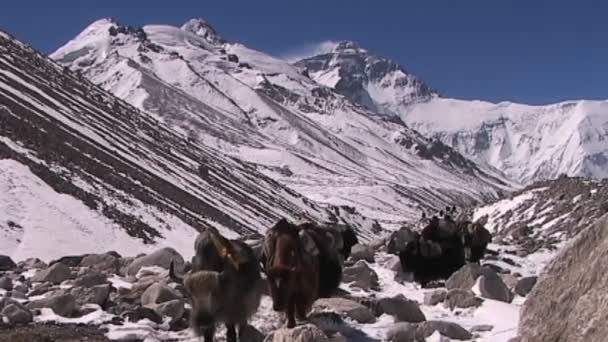 Yaks laufen in der Nähe des Everest — Stockvideo