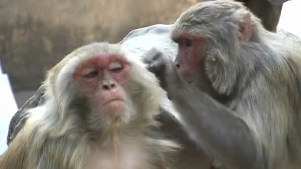 Singes se toilettant mutuellement — Video