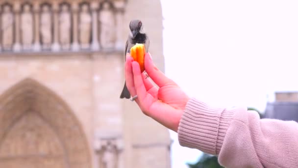 Las aves se alimentan de una mano de chica joven — Vídeos de Stock