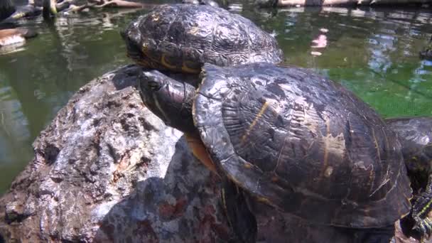 Pond turtles lounge on rock — Stock Video