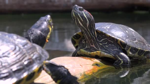 Teichschildkröten räkeln sich auf Felsen — Stockvideo