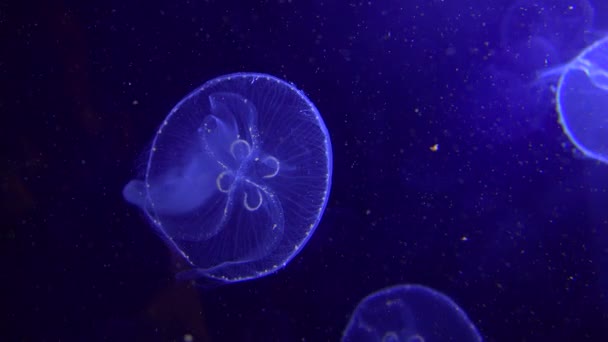 Медузы плавают в океане — стоковое видео