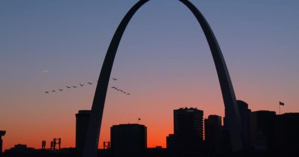 St. Louis arch Kuşlar uçar — Stok video