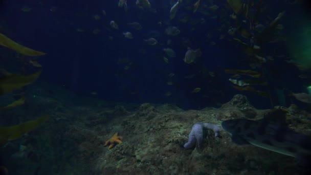 水下暗礁鲨鱼游泳 — 图库视频影像