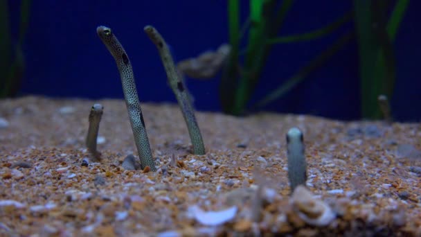 Onderwater zand wormen — Stockvideo