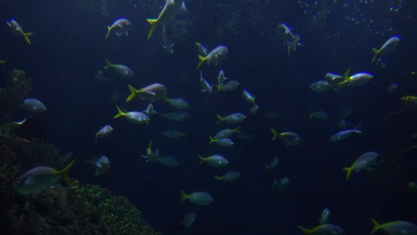 Pequenos peixes prateados nadando — Vídeo de Stock