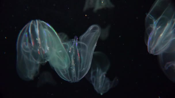 Büyüleyici elektrik jellyfishes — Stok video