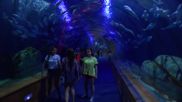 I pesci nuotano attraverso un tunnel sottomarino — Video Stock