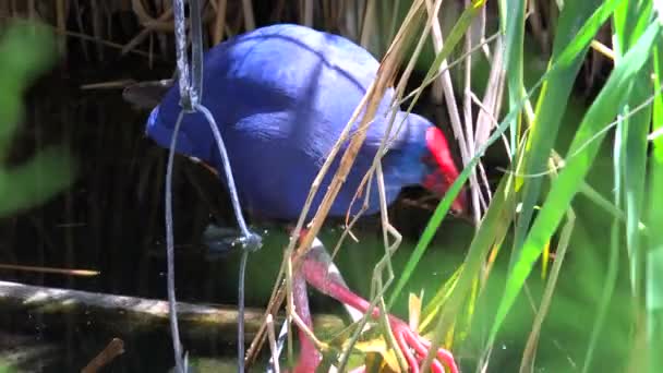 Foraggi gallina palude per il cibo — Video Stock