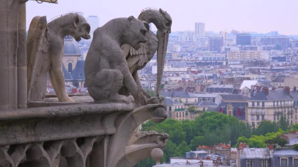 Gargoyles watch over Paris — Stock Video