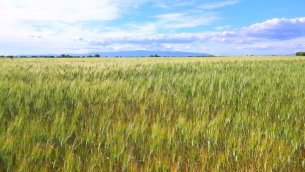 Mezők a hullámzó gabona — Stock videók