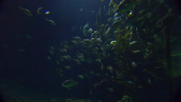 Bir mercan kayalığı etrafında sualtı sahneler — Stok video