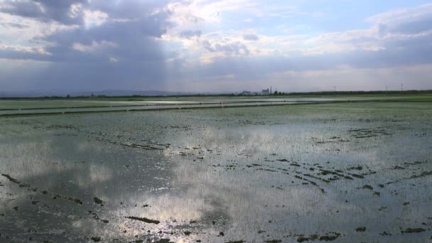 Rýžových polí poblíž Albufera — Stock video