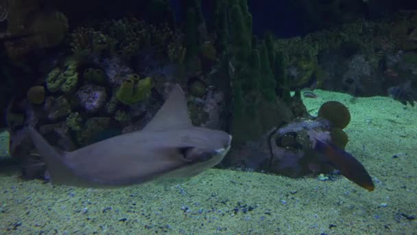 Stingrays swim in ocean — Stock Video