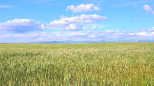 Campos de grano ondulante — Vídeos de Stock