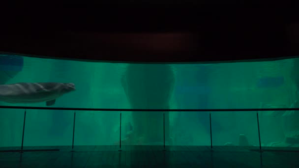 Whale swim in a tank — Stock Video