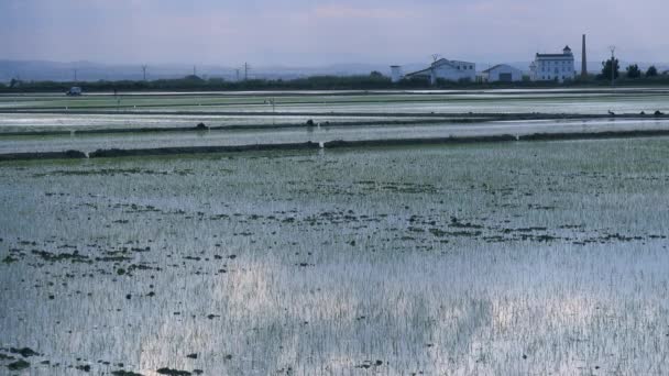 Luz refleja de los campos de arroz — Vídeo de stock