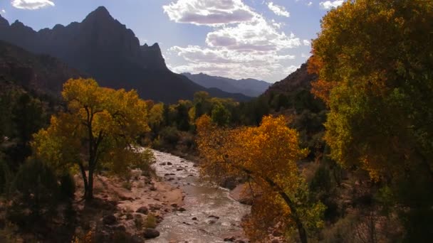 En flod rinner genom skogen — Stockvideo