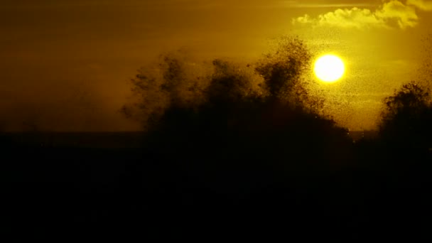 Vagues se brisent au coucher du soleil — Video