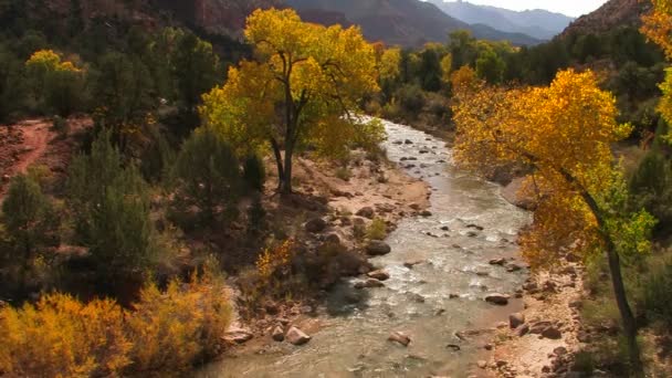 Un río fluye a través del bosque — Vídeos de Stock