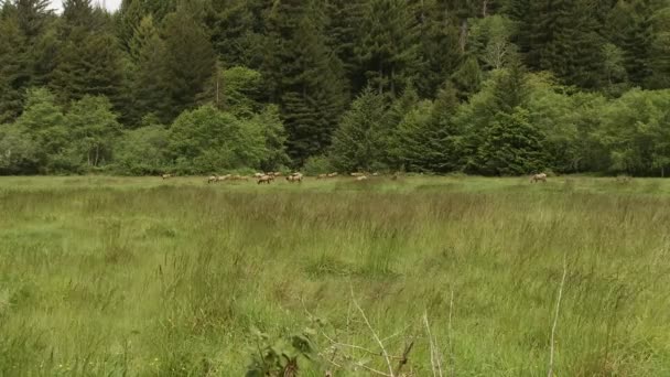 Alce camuflado en un campo lejano . — Vídeo de stock