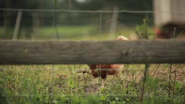 Gallo passeggiate in erba — Video Stock