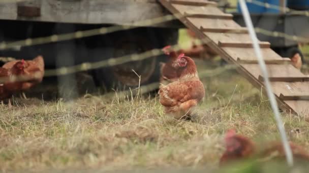 Chickens relaxing on farm — Stock Video