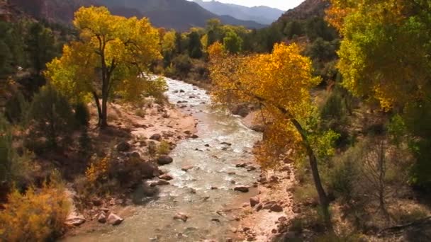 En flod rinner genom en skog — Stockvideo