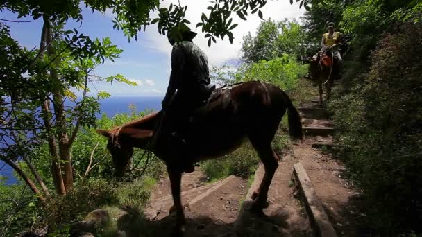 Люди ездят на лошадях — стоковое видео