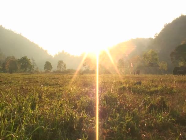 Elephants walk in field — Stock Video