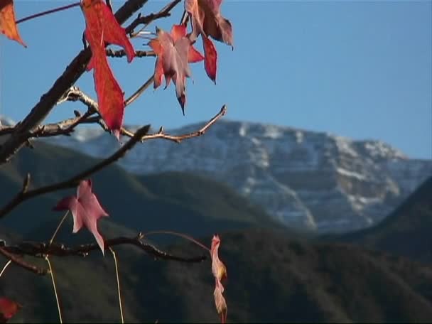 As folhas alaranjadas esparsas de uma árvore sussurram ligeiramente na brisa — Vídeo de Stock