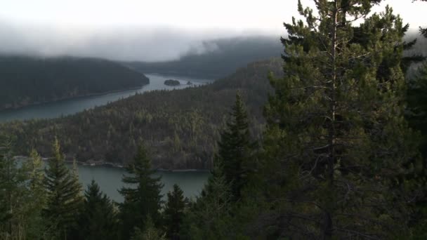 Columbia River with pine trees — Stock Video