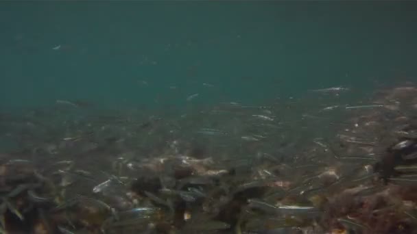 Pequenos peixes prateados nadando — Vídeo de Stock