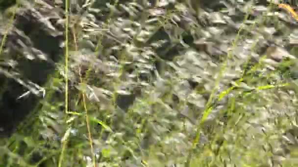 Gräser, die im Wind wehen — Stockvideo