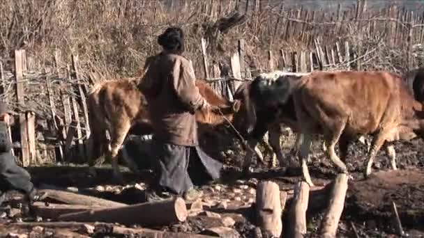 羊飼いの家族は彼らの牛をリードします。 — ストック動画