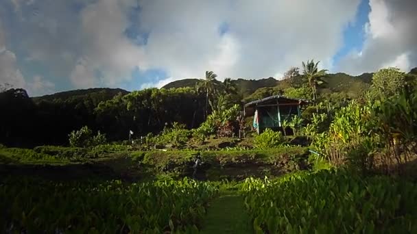 Cabaña en una región tropical — Vídeo de stock