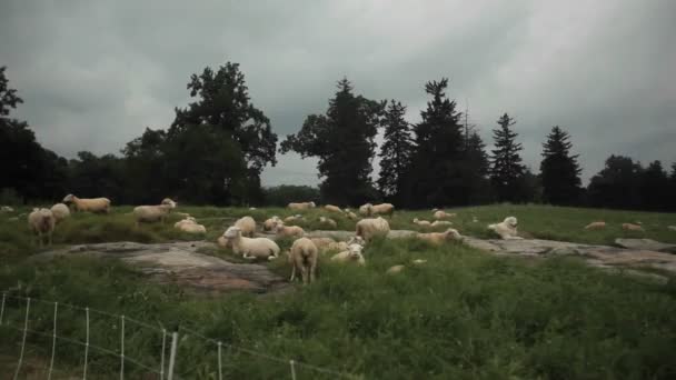 Овцы едят траву в поле — стоковое видео
