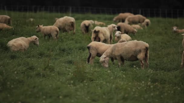 Ovejas comen hierba en un campo — Vídeo de stock