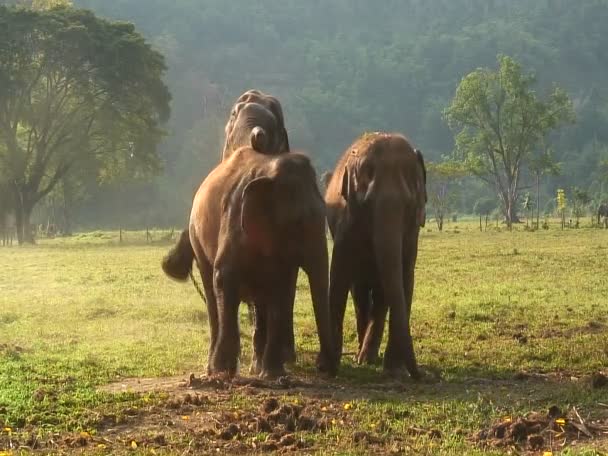 Ein Elefant reitet den anderen in einem offenen Feld — Stockvideo