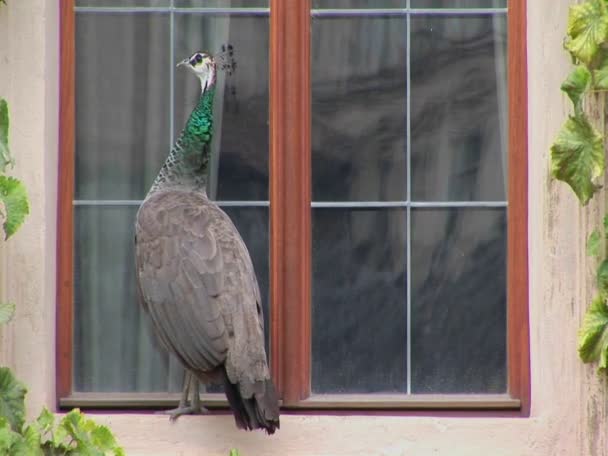 Um pavão está em um parapeito da janela — Vídeo de Stock