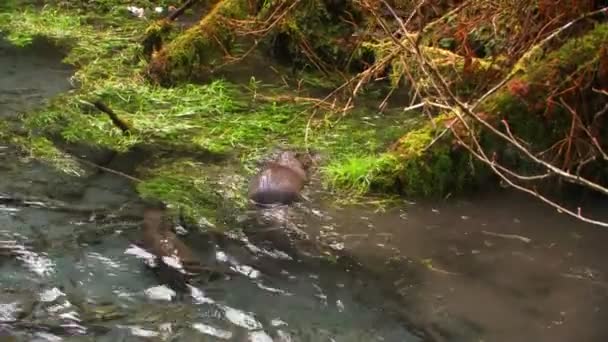 Otters frolic in a freshwater stream — Stock Video