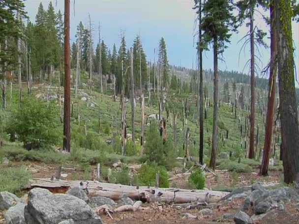 A forest is barren after a devastating fire — Stock Video