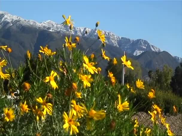 El viento sopla flores de montaña — Vídeos de Stock