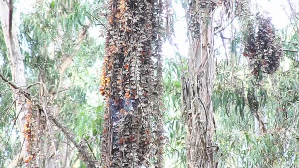 Mariposas monarca se reúnen alrededor de árboles — Vídeo de stock