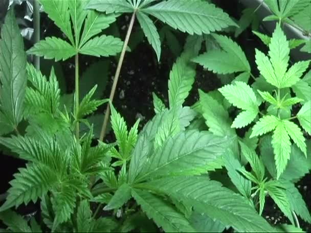Clones de marihuana que crecen en la etapa vegetativa temprana — Vídeos de Stock